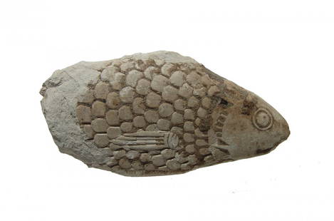 An Egyptian limestone model of a fish: An Egyptian limestone model of a fish, Late Period - Ptolemaic, c. 664 - 30 BC, nicely modeled with large scales, well-defined fins and head as well as a small base on the bottom. L: 6 in (15.2 cm). S