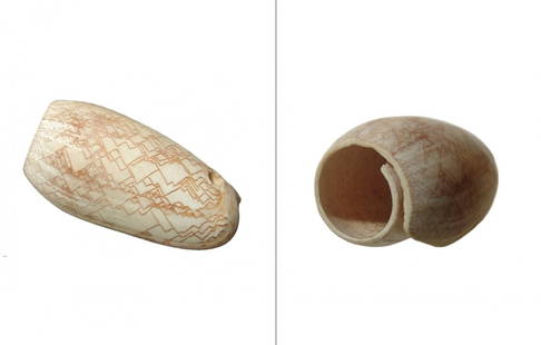 A Cymbiola shell pendant from New Guinea: A Cymbiola shell pendant from New Guinea, with attractive pattern on shell, the top flattened and drilled for suspension. L: 2 1/8 in. (5.4 cm). Ex Petersen-Neubauer family collection, Los Angeles.