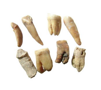 A group of 7 teeth, originally from a necklace, Narino: A group of 7 teeth, originally from a necklace, Narino, Colombia, c. AD 1000 - 1500, each in relatively good condition. Largest 26 mm in length. Ex Petersen-Neubauer family collection, Los Angeles.