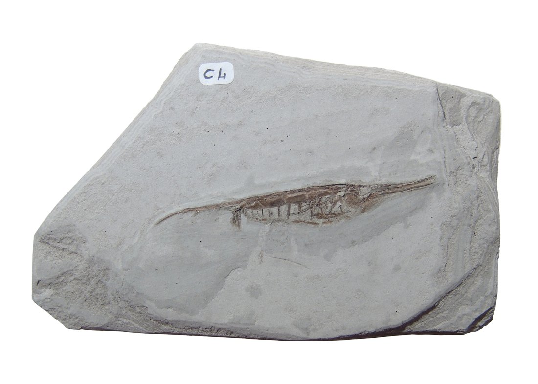 A nice plate with a fossil razorfish: A nice plate with a fossil razorfish. Order Syngnathiformes, Family Centriscidae, Lower Pliocene, from the Marecchia River Formation, Poggia Berni, Italy. The razorfish posses a slender body with shar