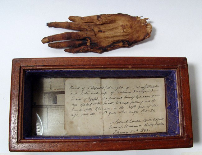 Mummified hand of "Cleopatra" with documentation - 2