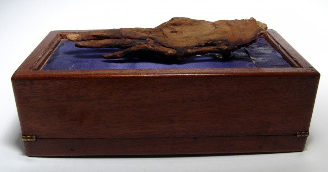 Mummified hand of "Cleopatra" with documentation - 4