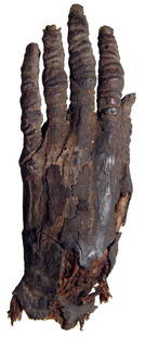 Egyptian mummified hand and forearm: An Egyptian mummified hand and forearm, New Kingdom, c. 1570-1070 BC, the fingers long and slender, still neatly individually wrapped, the nails exposed. L: 7" (17.8 cm). Ex-Reginald Berti Haselden