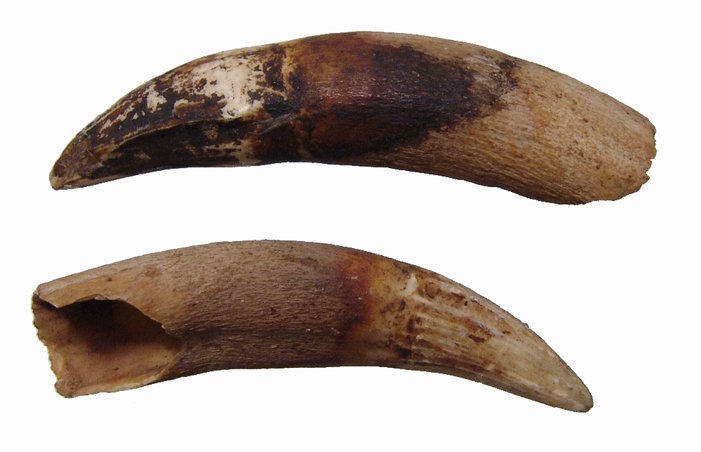 A pair of Egyptian Predynastic croc teeth: A pair of Egyptian Predynastic croc teeth, c. 4000 - 3000 BC, each originally taken as a trophy and contain resin and mineral deposits. L: 2 ¾ in (7 m) & 3 in (7.6 cm). Minor wear, tip of one reattac