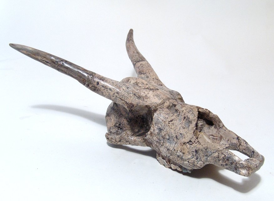 A rare fossil antelope skull (1 of 5)