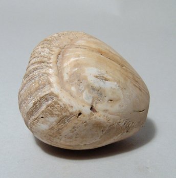 An Egyptian Predynastic stone mace head (1 of 3)