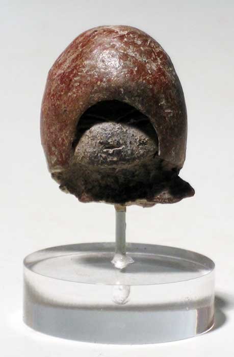 An excellent Valdivia head from Ecuador (1 of 1)