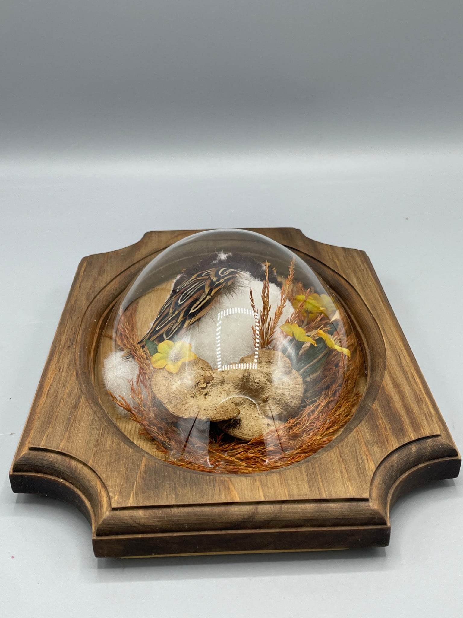 Framed Decorative Bird Diorama Under Glass Dome with Wood Backing - 2