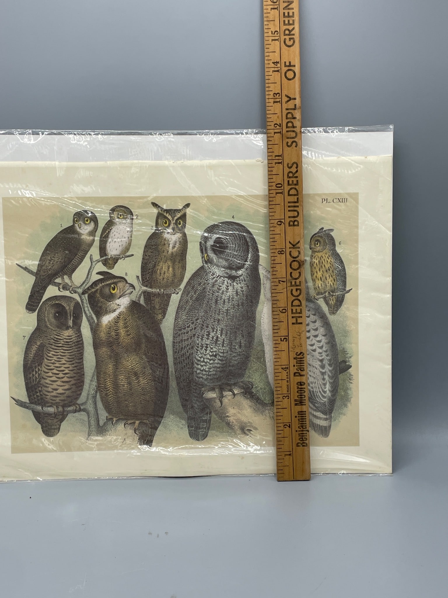 Color Plate Depicting Various Owl Species. - 5