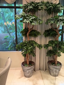 Silk Tree