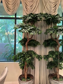 silk Tree