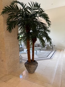 Large silk palm tree