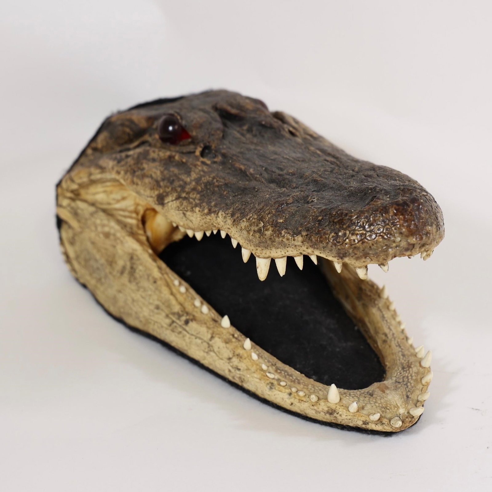 Alligator Head Mount - 11": Preserved alligator head with open jaw and visible teeth. Shows natural wear and age.