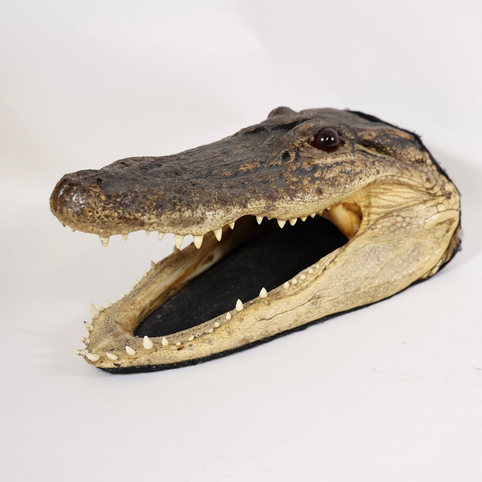 Alligator Head Mount - 11" - 2