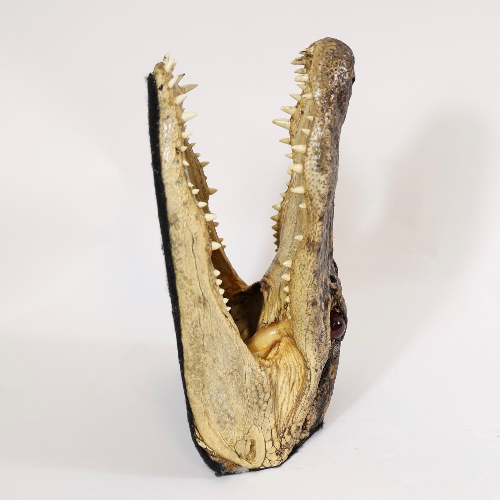 Alligator Head Mount - 11" - 3