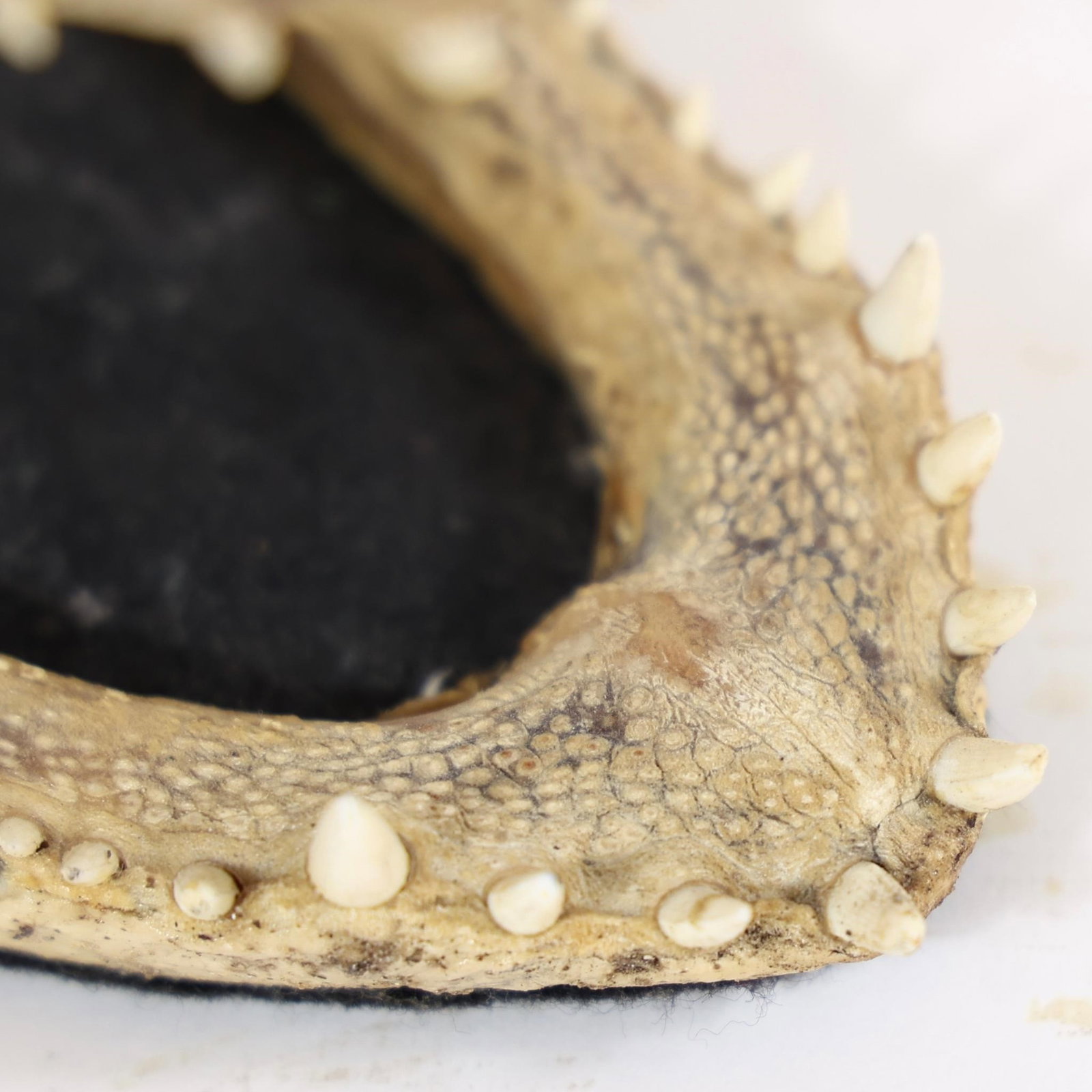 Alligator Head Mount - 11" - 5