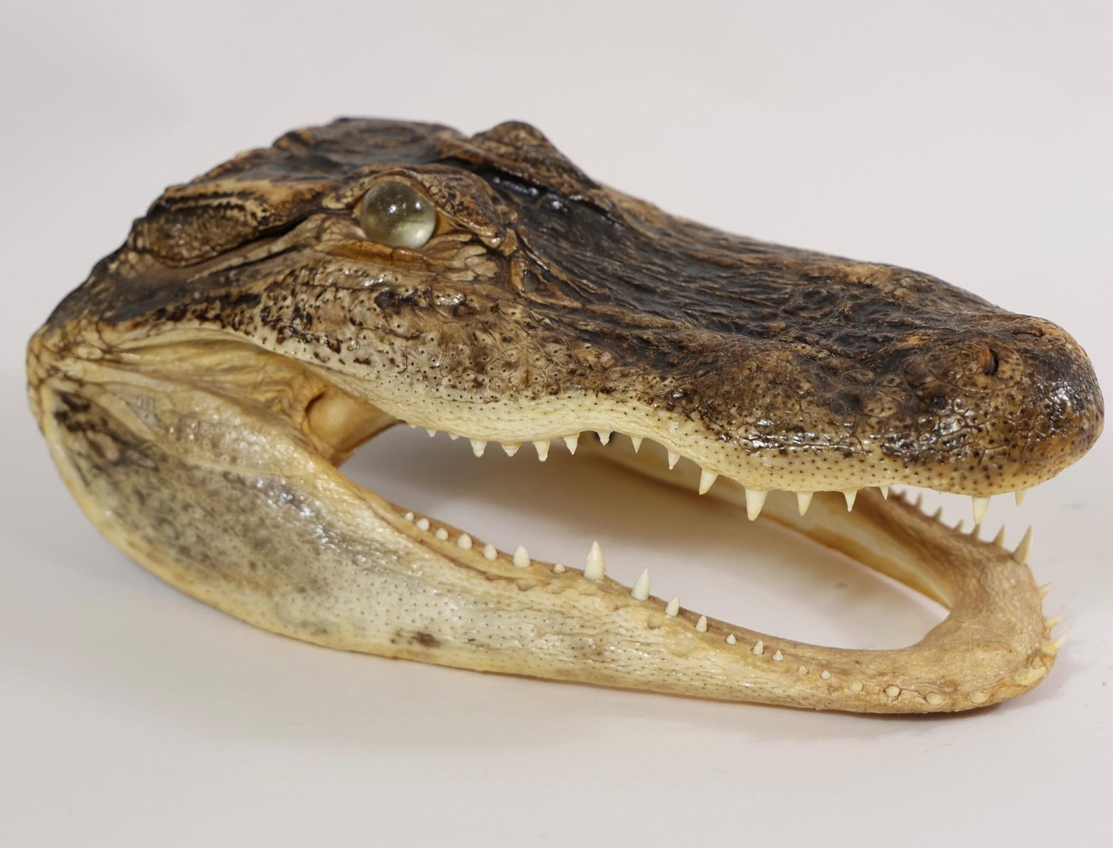 Alligator Head Mount - 10.5": Preserved alligator head with open jaw and visible teeth. Shows natural wear and age.