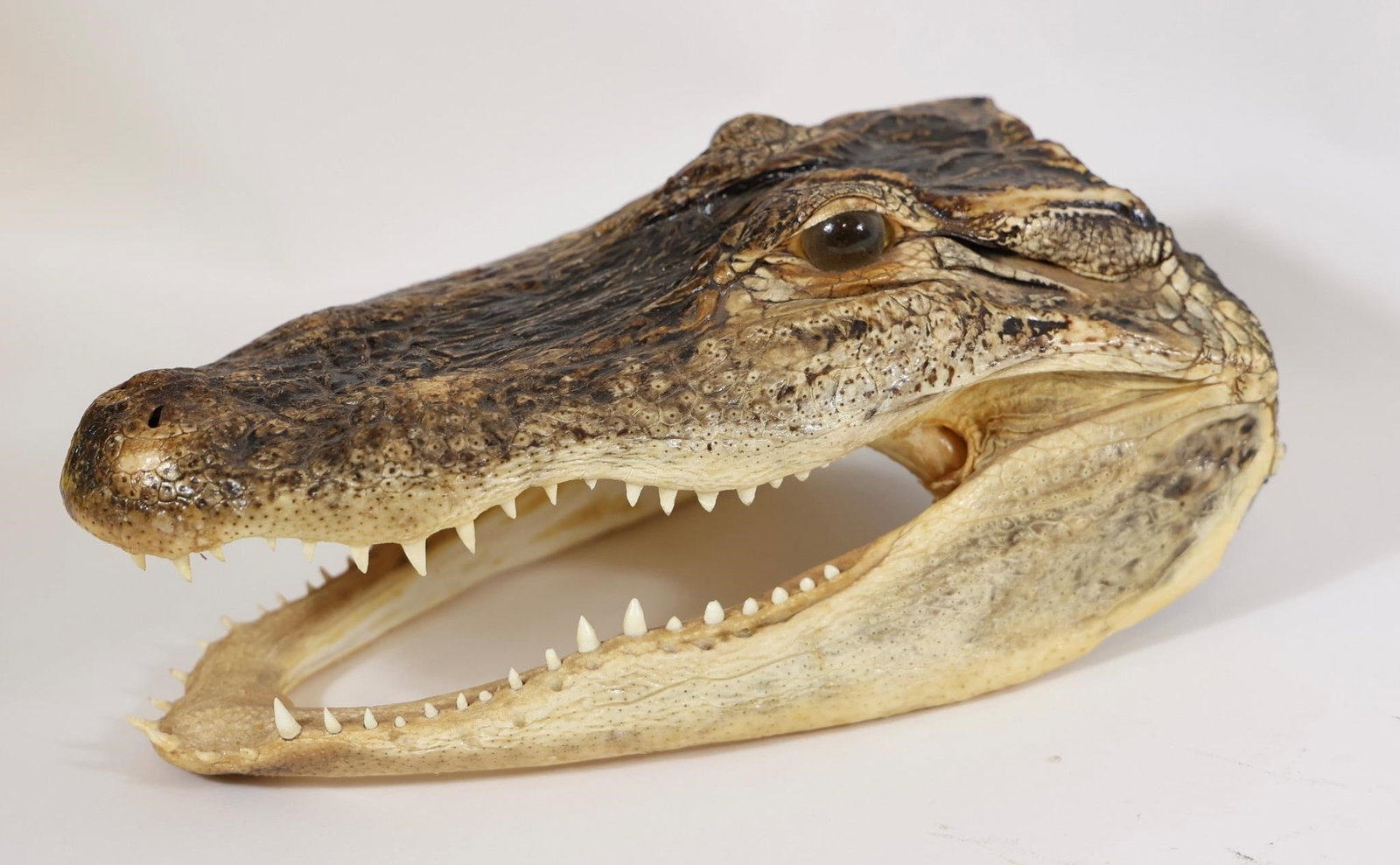 Alligator Head Mount - 10.5" - 2