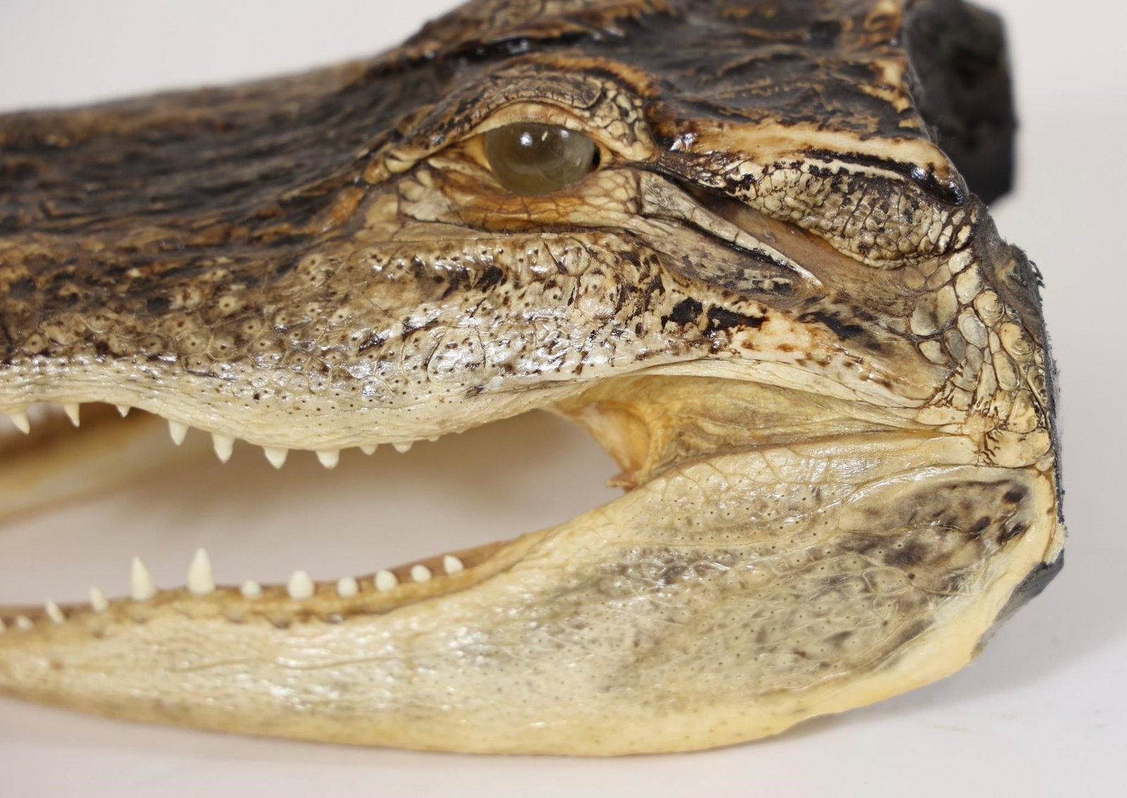 Alligator Head Mount - 10.5" - 4