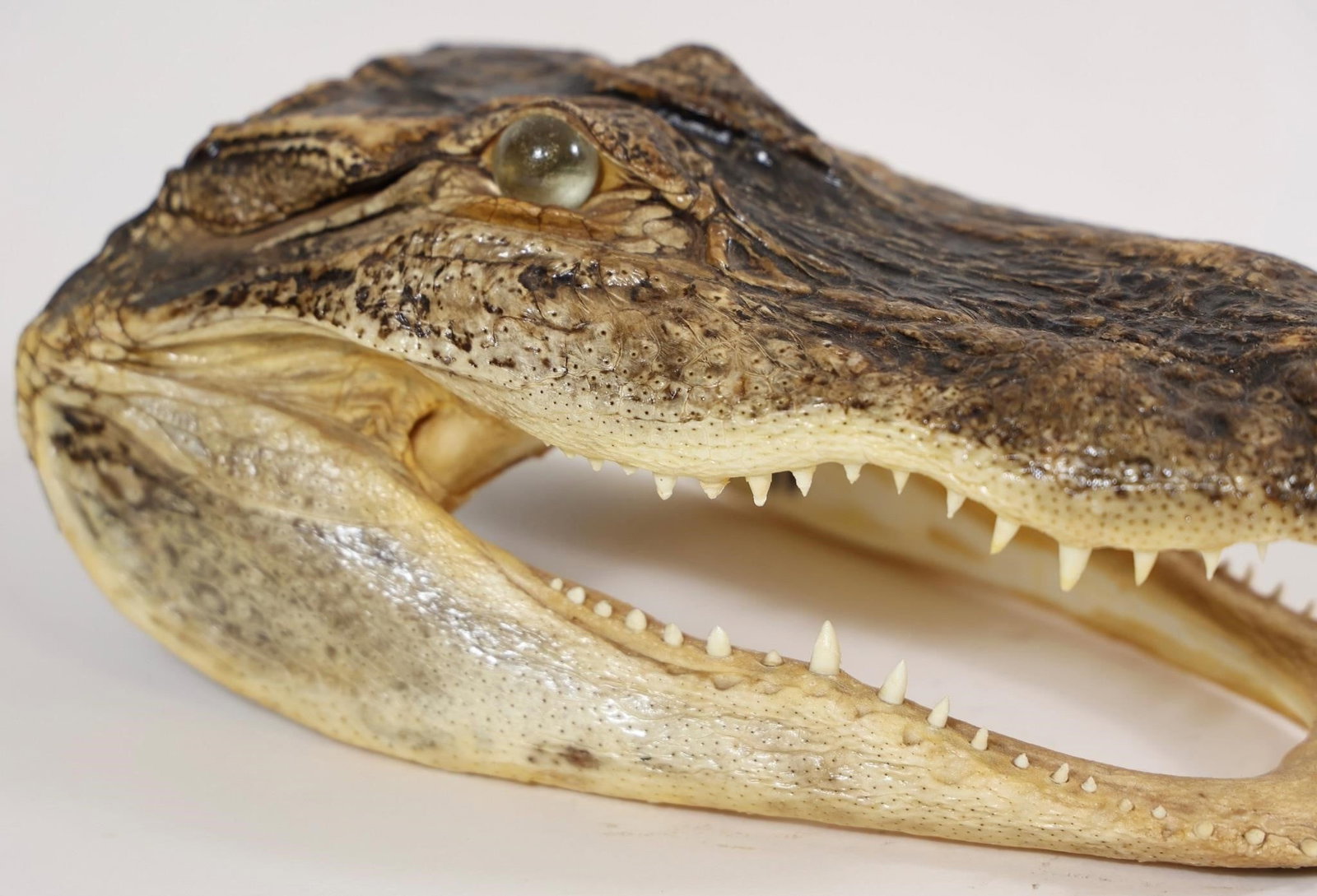 Alligator Head Mount - 10.5" - 3