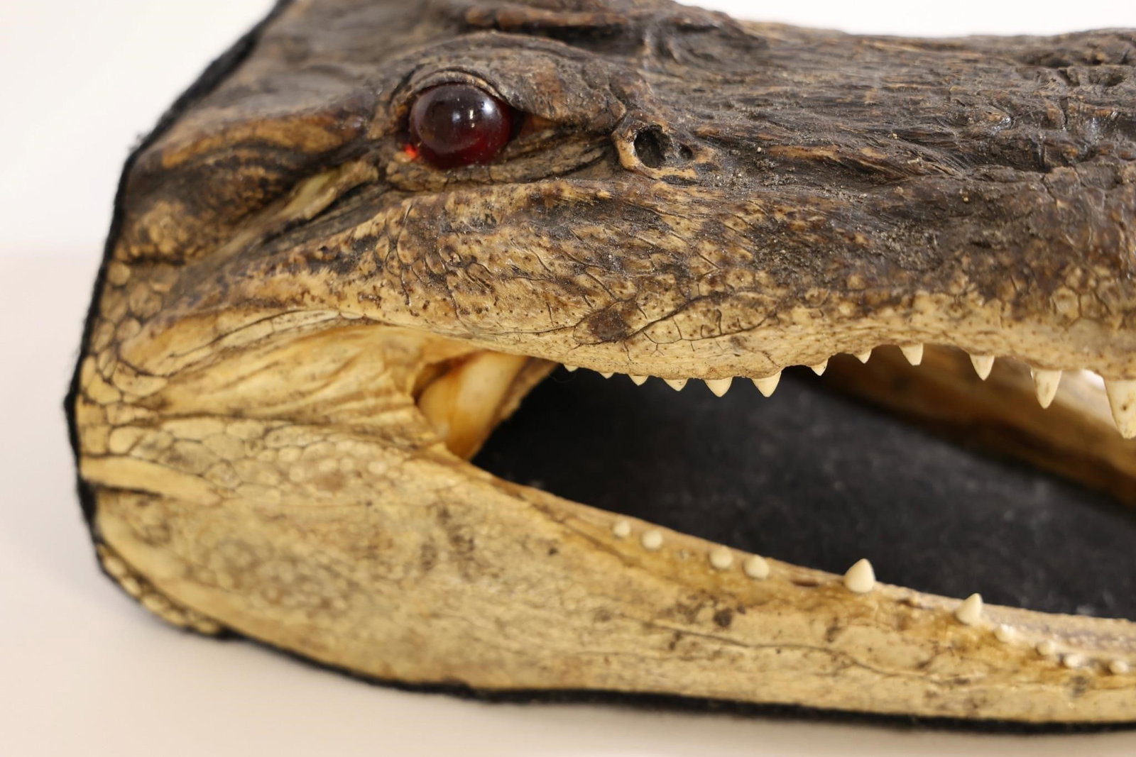 Alligator Head Mount - 11" - 6
