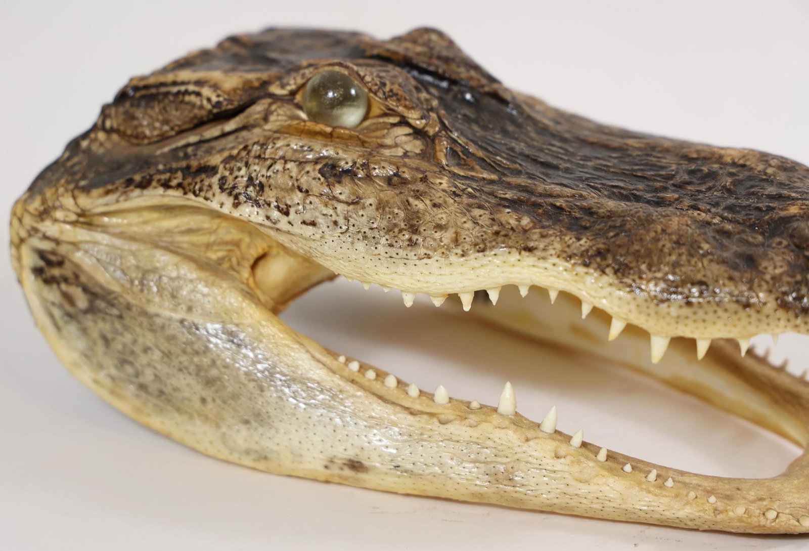 Alligator Head Mount - 10.5" - 3