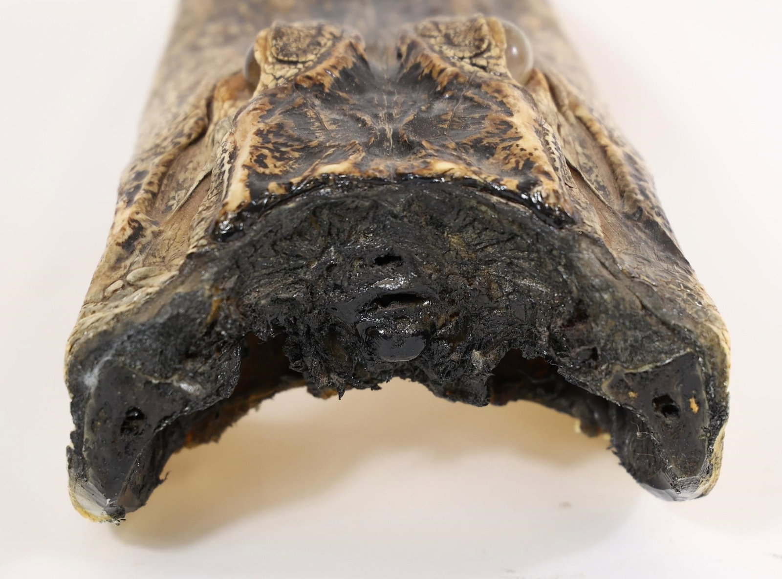 Alligator Head Mount - 10.5" - 5