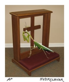 Praying Mantis