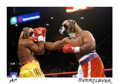 Boxers