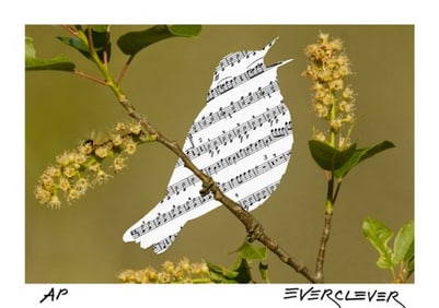Songbird
