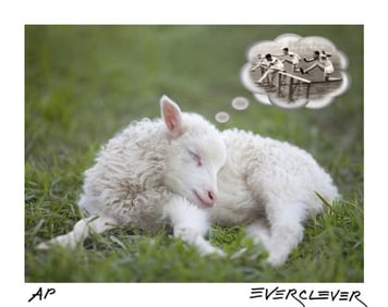 How Sheep Get to Sleep
