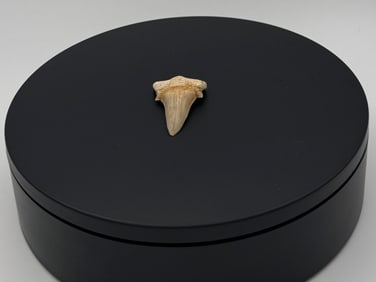 Fossil Shark Teeth - Premium Floating Display