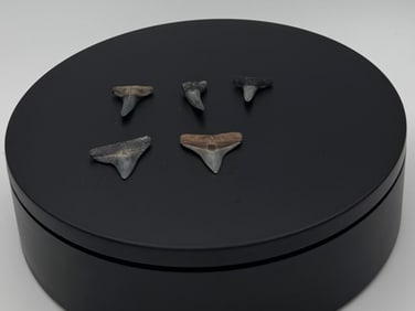 Fossil Shark Teeth - Premium Floating Display