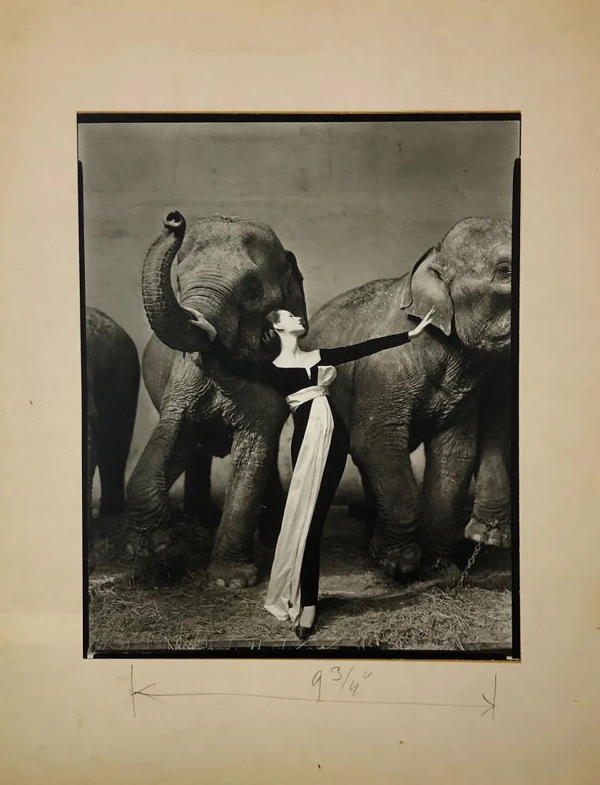 Richard Avedon - Dovima with Elephants, Paris 1955 (1 of 1)