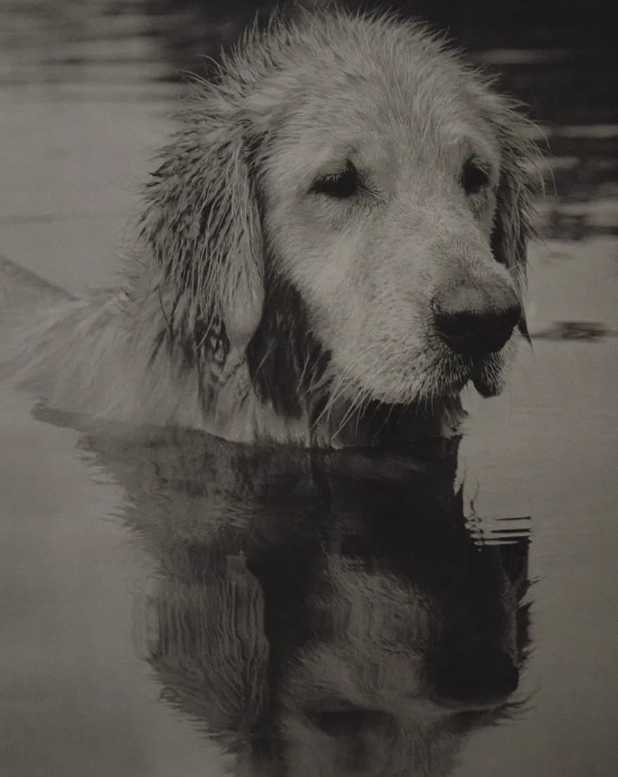 Bruce Weber - Little Bear, Adirondack Park, 1989 (1 of 1)