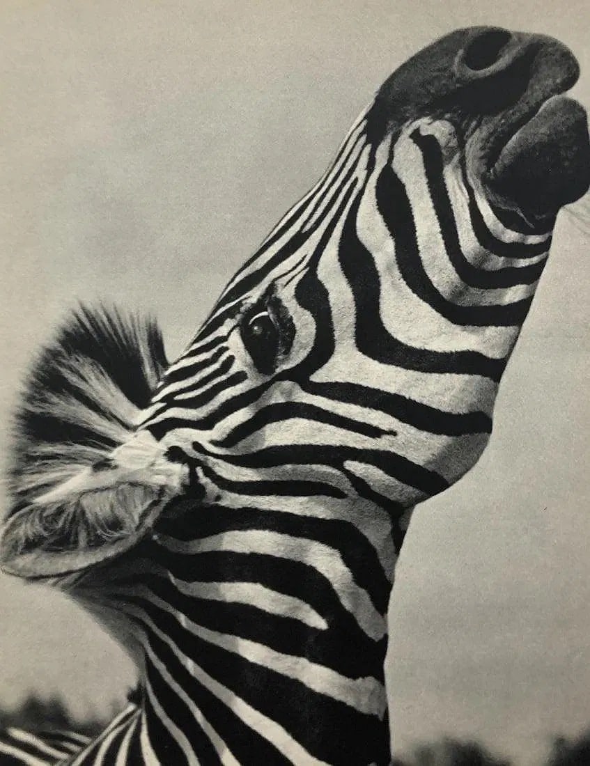 Ylla - Zebra c. 1930's (1 of 1)