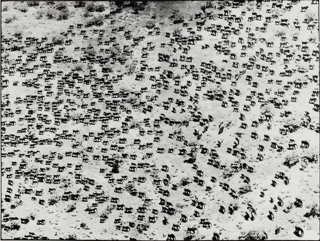 Peter Beard (1938-2020); 965 Elephants, 'Starvo'; (1 of 1)