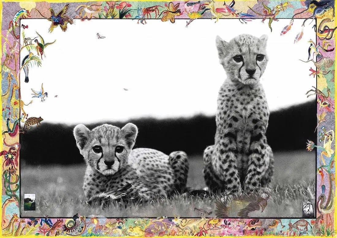 PETER BEARD Orphaned Cheetah Cubs 1968 (1 of 1)