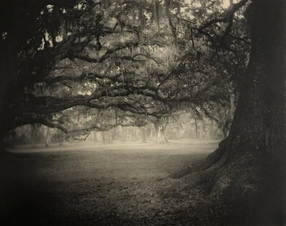Sally Mann - Deep South, Untitled (Fontainebleau) 1998 (1 of 1)