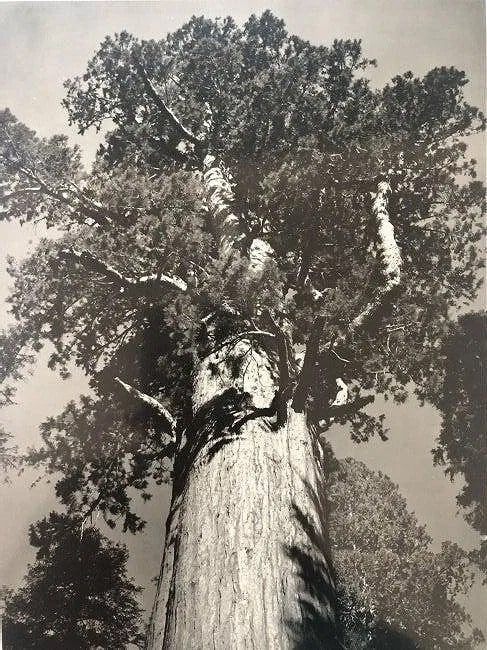 Ansel Adams - General Sherman Tree, California: ANSEL ADAMS (B.1902-1984), General Sherman Tree, Sequoia National Park,, California, Black and white photo on glossy paper, x ", Printed second half of 20th Century, Mounted to archival board