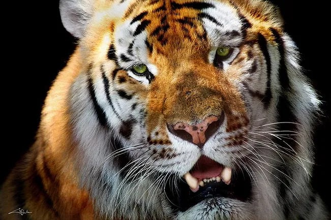 Arena, Cheryl - Tiger: Contemporary photography. A detailed wildlife portrait. Image size: approx. 8" x 10"., Mounted to archival board