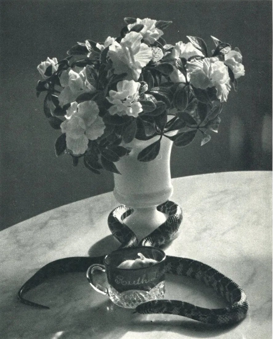 Kertesz, Andre - Still Life With Snake: Vintage Sheet-fed Gravure. A surrealist-influenced minimalist still life. Image size: approx. 7.5" x 9"., Mounted to archival board