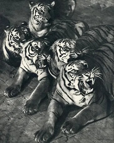 Martin Munkacsi - Tigers: Vintage Sheet-fed Gravure. Masterful capture of rapid movement in wildlife. Image size: approx. 8.5" x 11.5"., Mounted to archival board
