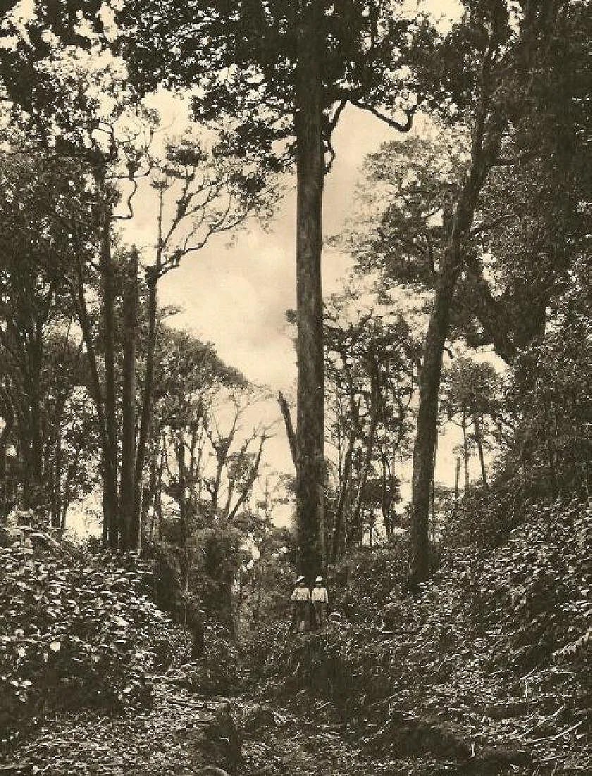 Brehme, Hugo - Virgin Forest. Poas: Vintage Sheet-fed Gravure. A misty, pictorialist Costa Rican landscape. Image size: approx. 7" x 9"., Mounted to archival board