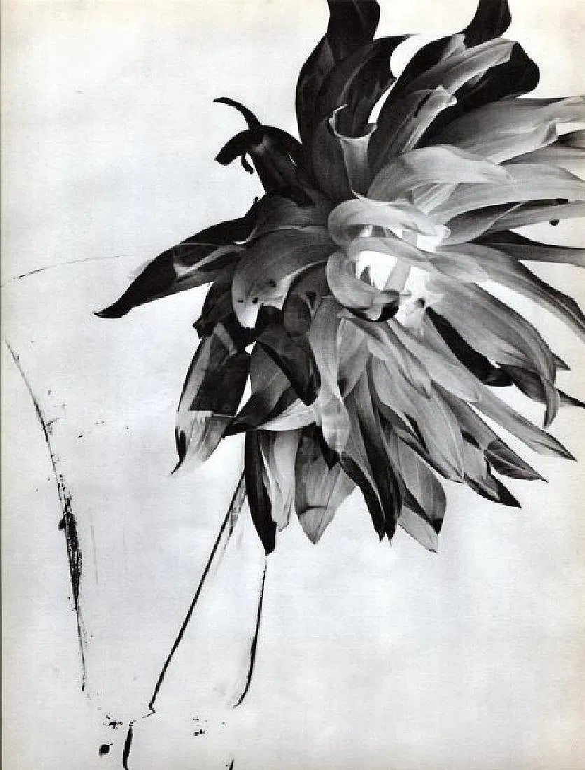 Monnier, G - Flower, Solarization - Gravure: Vintage Sheet-fed Gravure. Experimental darkroom manipulation applied to nature. Image size: approx. 8" x 10.5"., Mounted to archival board