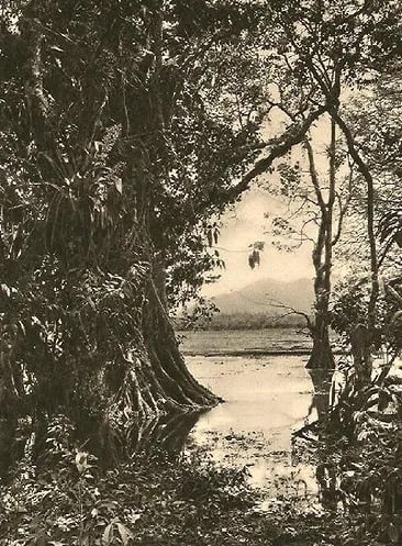 Hugo Brehme - Swamps. Lake Joja: Vintage Sheet-fed Gravure. Misty, pictorialist landscape. Image size: approx. 7" x 9"., Mounted to archival board
