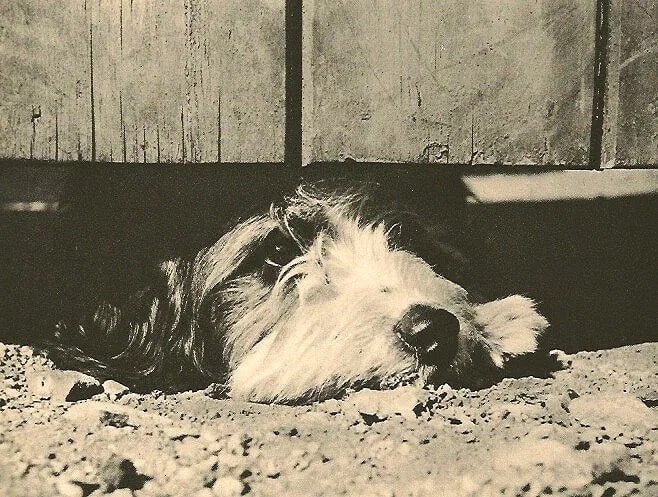 Arapoff, Cyril - Study Of A Dog: Vintage Sheet-fed Gravure. An intimate animal study by the Russian-British photographer. Image size: approx. 8" x 10"., Mounted to archival board