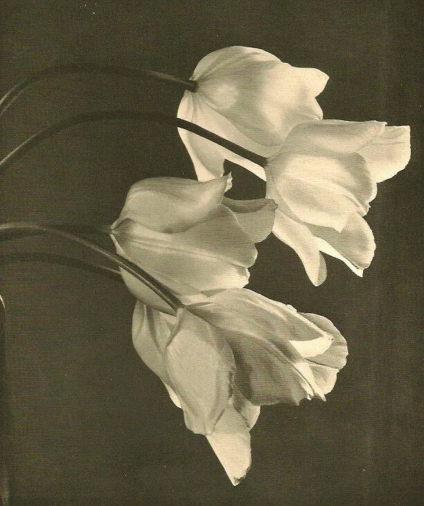 Emil Kiesel - Tulpen: Vintage Sheet-fed Gravure. A detailed botanical study of tulips focusing on texture and form. Image size: approx. 7.5" x 9.5"., Mounted to archival board