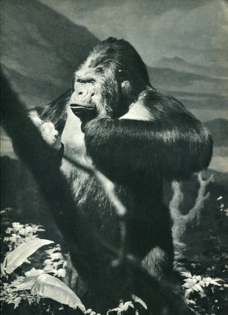 Dick Wurts - Gorilla: Vintage Sheet-fed Gravure. A powerful and textural wildlife portrait. Image size: approx. 8.5" x 11"., Mounted to archival board