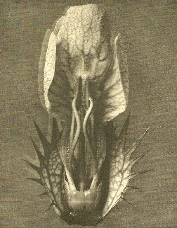 Prof. Karl Blossfeldt - Barnklaublute: Vintage Photogravure printed in 1928. Landmark botanical study. Image size: approx. 7" x 9"., Mounted to archival board